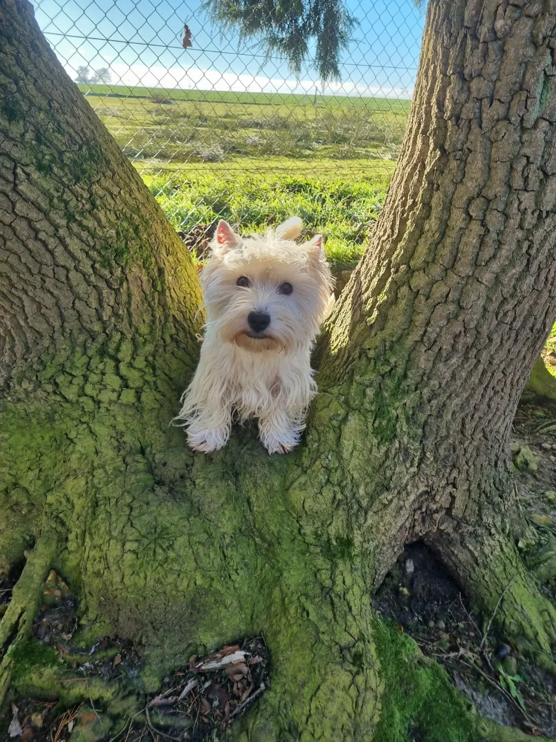 univers westie