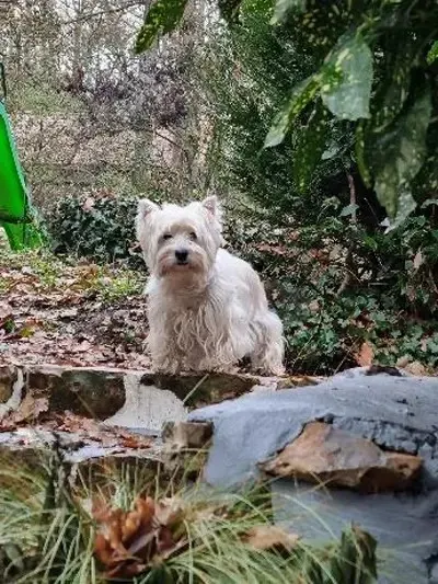 Pension canines et félins à Dampierre-sur-Avre