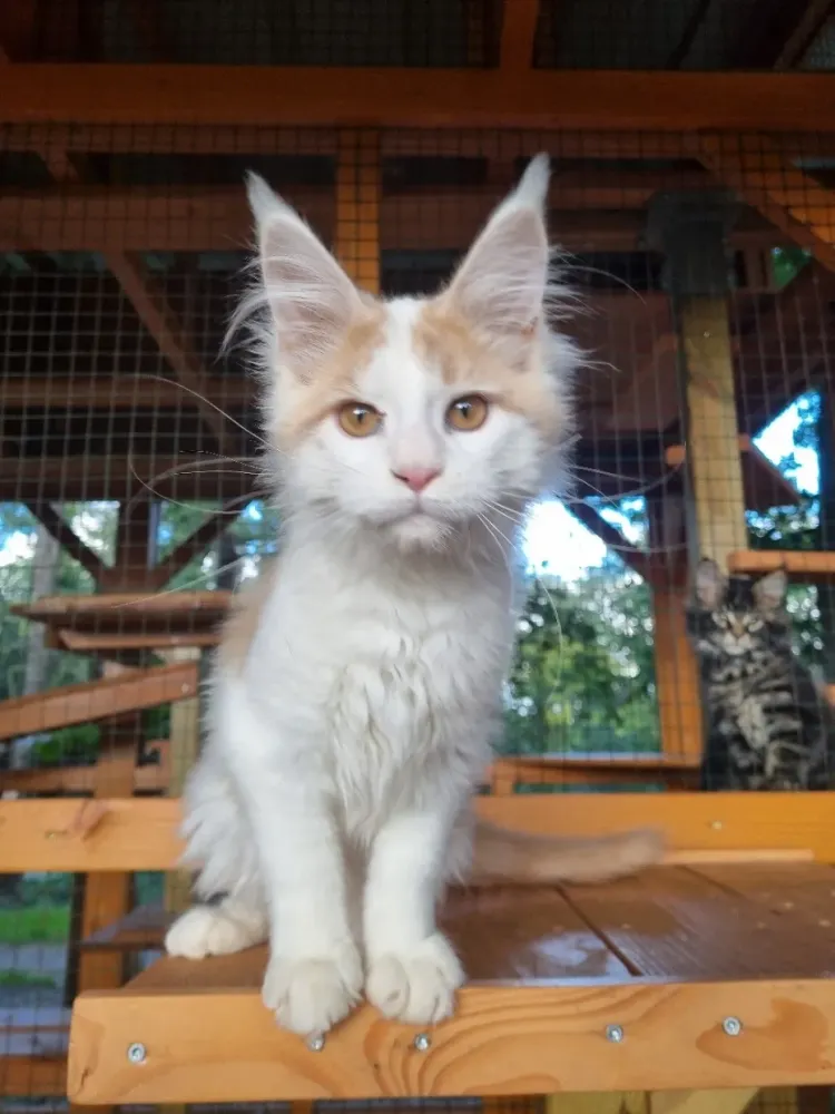 chatons maine coon (3)