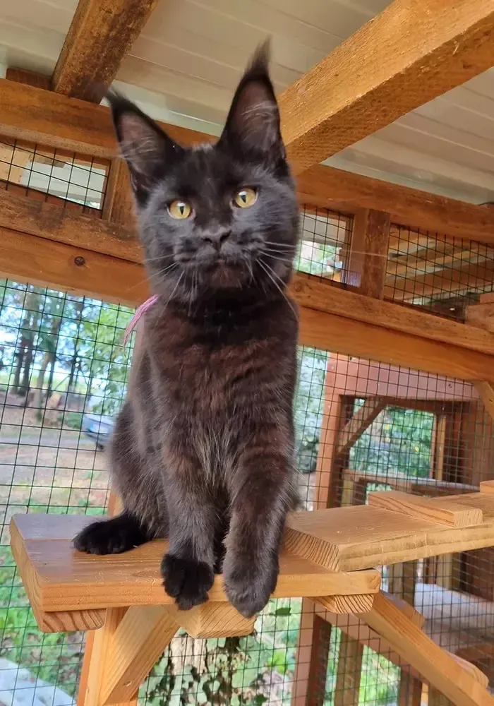 Élevage Maine Coon à Dampierre-sur-Avre