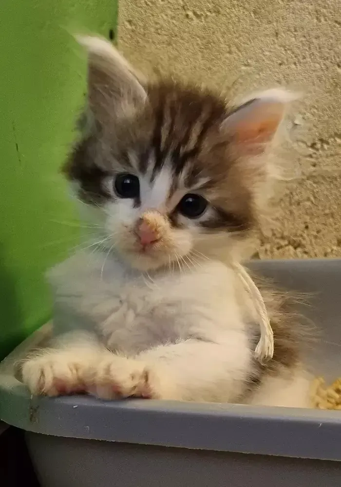 chatons maine coon (5)