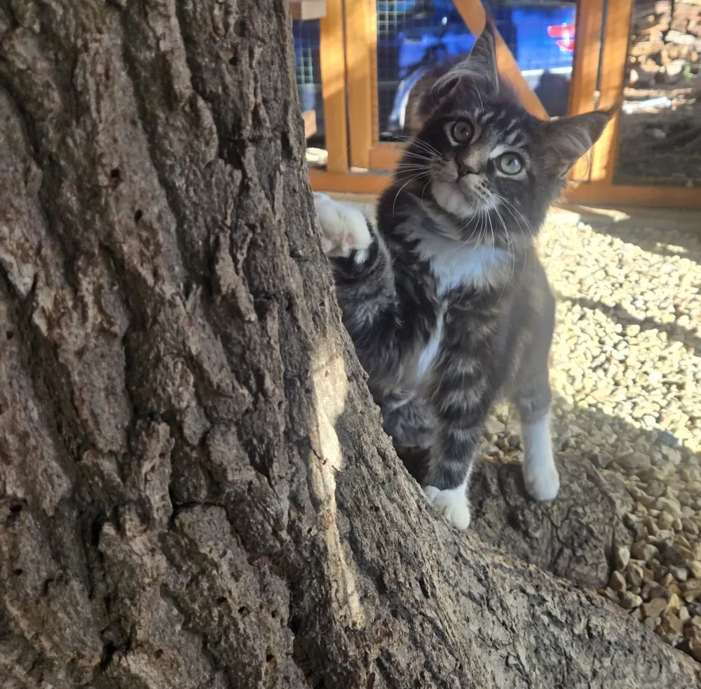 chatons maine coon (6)