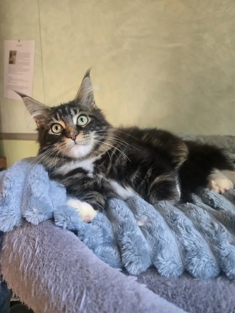 chatons maine coon (7)
