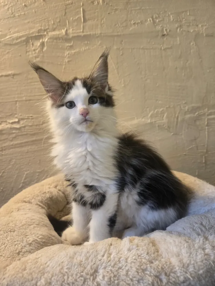 chatons maine coon (8)