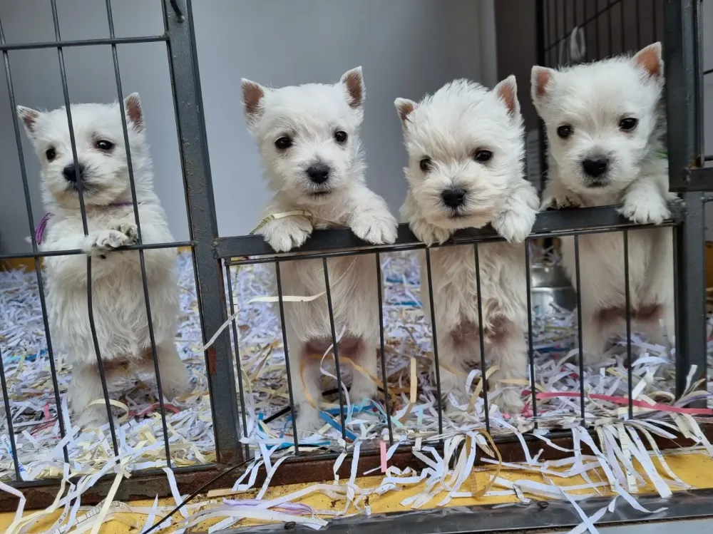 chiots (2)