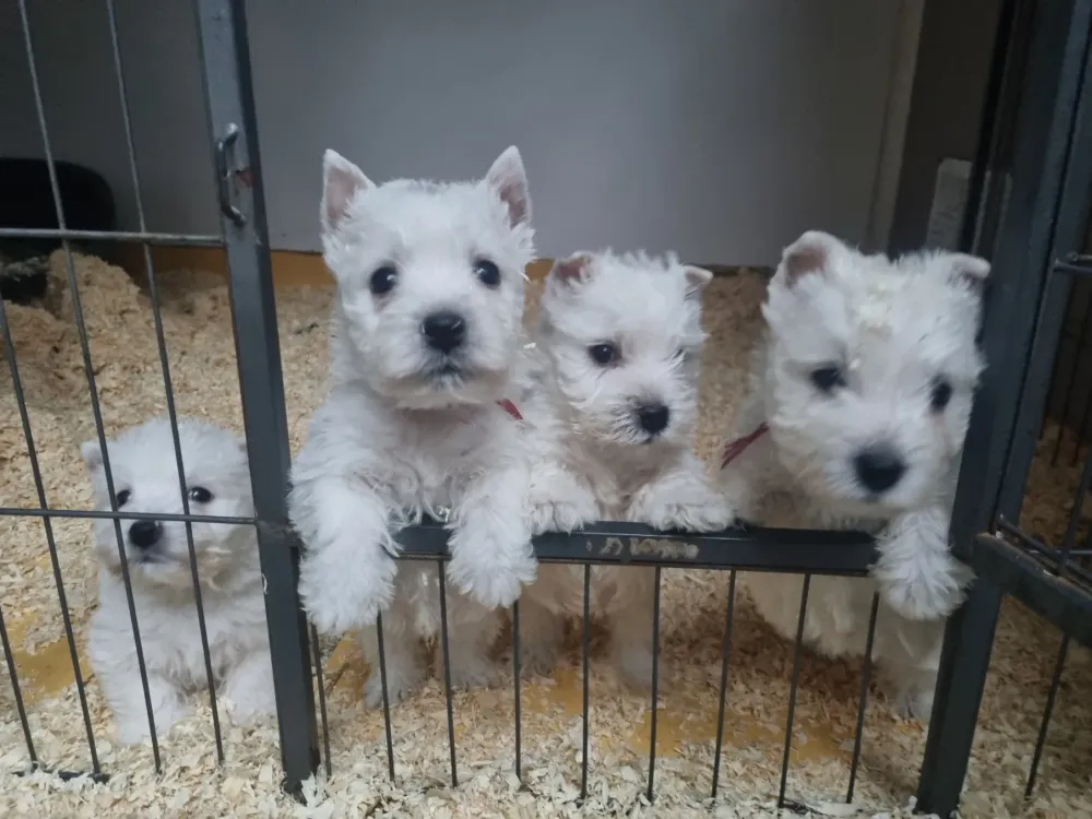 chiots (3)