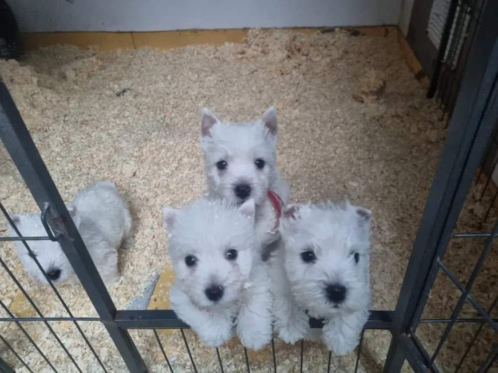 chiots (6)
