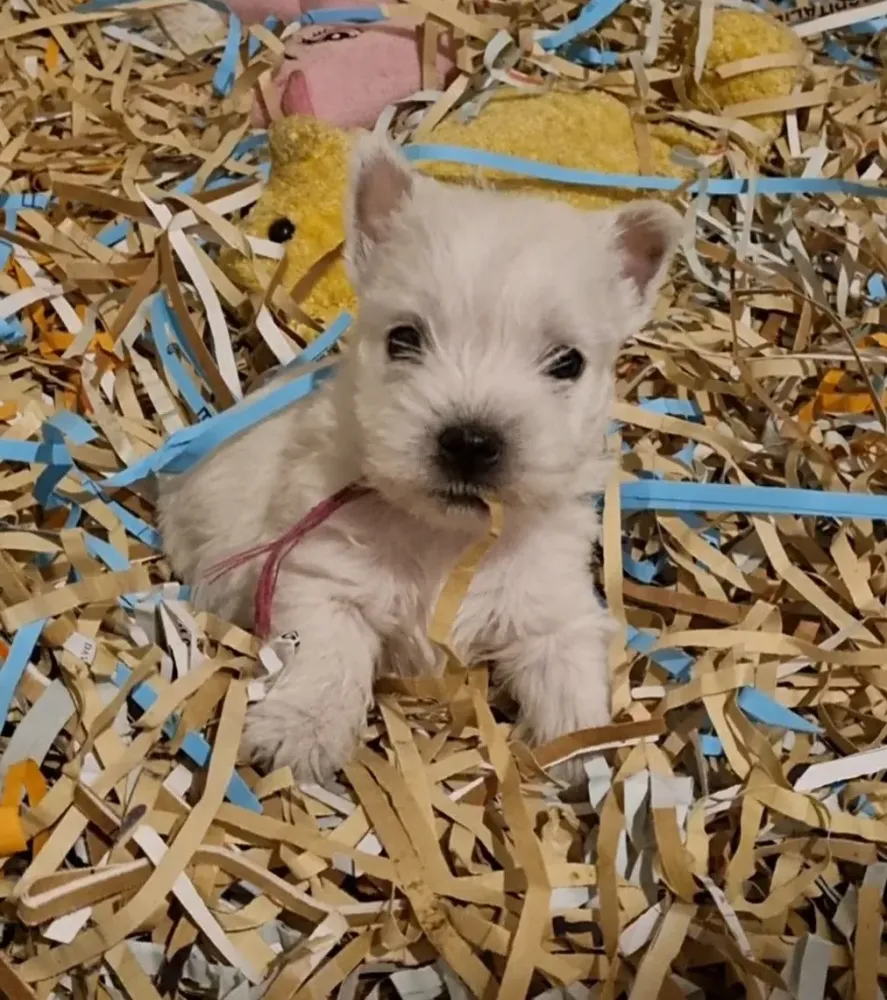 chiots (7)