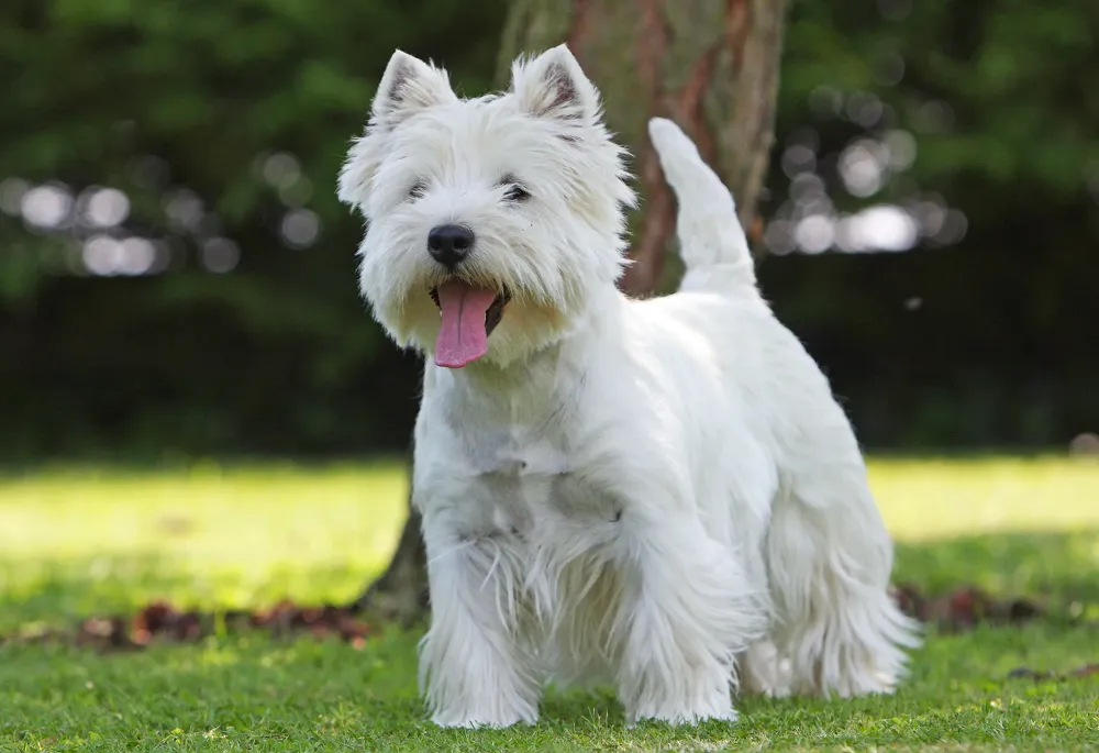 westie