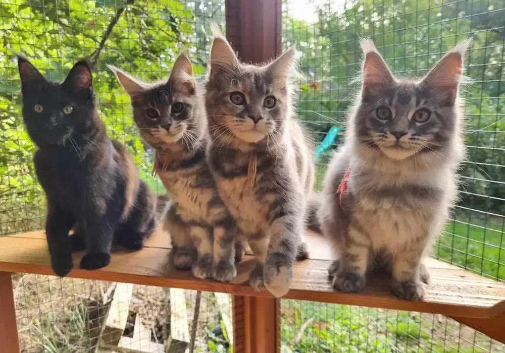 Pension pour chat à Dampierre-sur-Avre