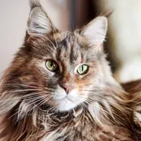 Maine coon
