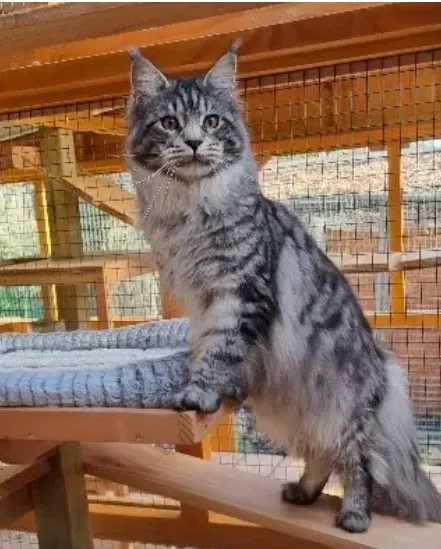 Maine coon