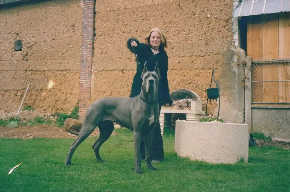 pension canine