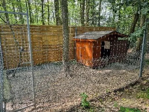 Chien heureux dans une pension canine à Dampierre-sur-Avre