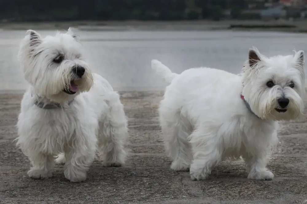 westies