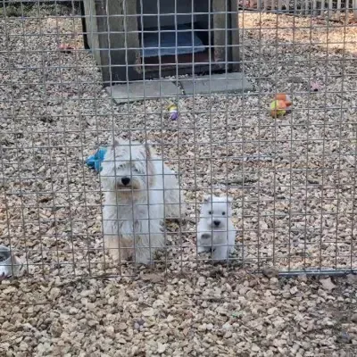 levage-des-westies-épanouis-et-conformes-aux-standard-de-la-race-4