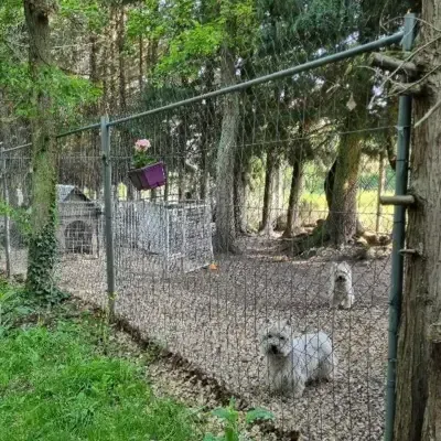 levage-des-westies-épanouis-et-conformes-aux-standard-de-la-race-2