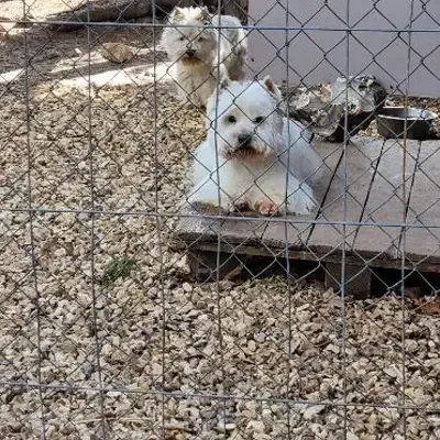 levage-des-westies-épanouis-et-conformes-aux-standard-de-la-race-1