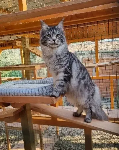Tabby du Château Du Coon