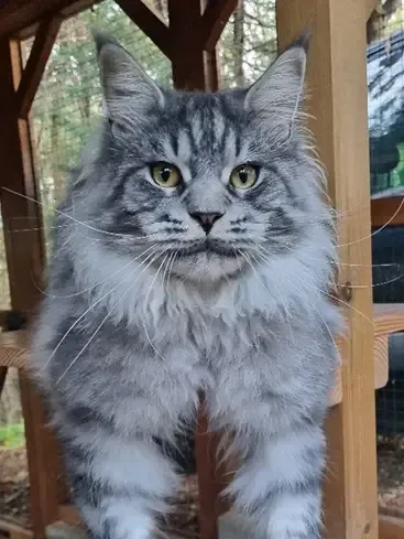 Tabby du Château Du Coon