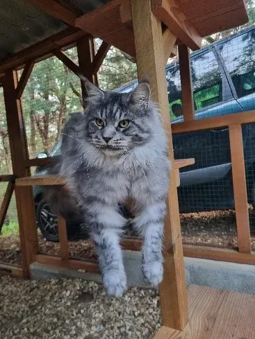 Tabby du Château Du Coon