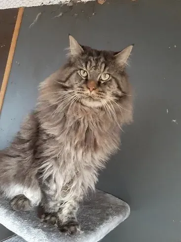 Mon Tigre Sauvage du Plessis des Lys