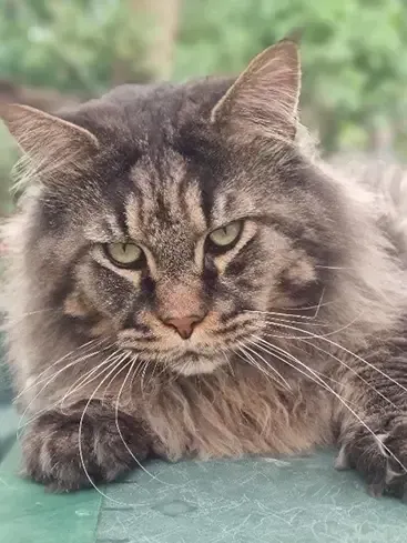 Mon Tigre Sauvage du Plessis des Lys