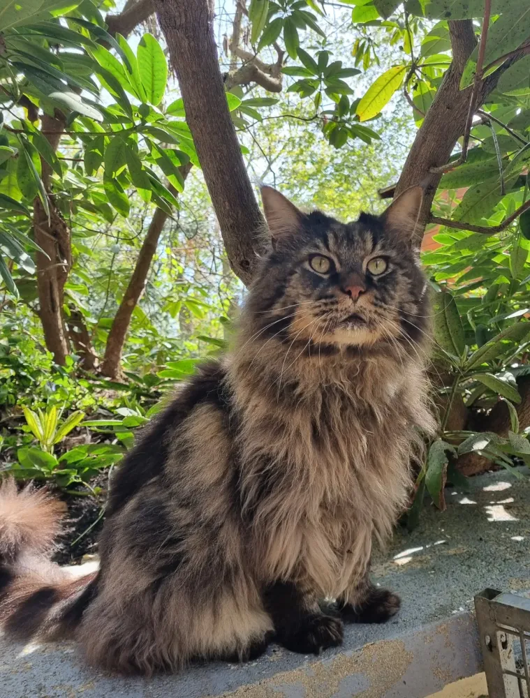 Mon Tigre Sauvage du Plessis des Lys