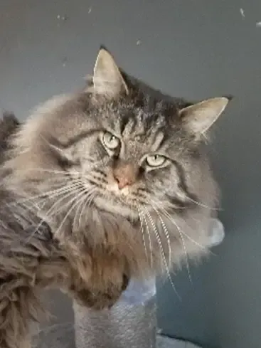 Mon Tigre Sauvage du Plessis des Lys