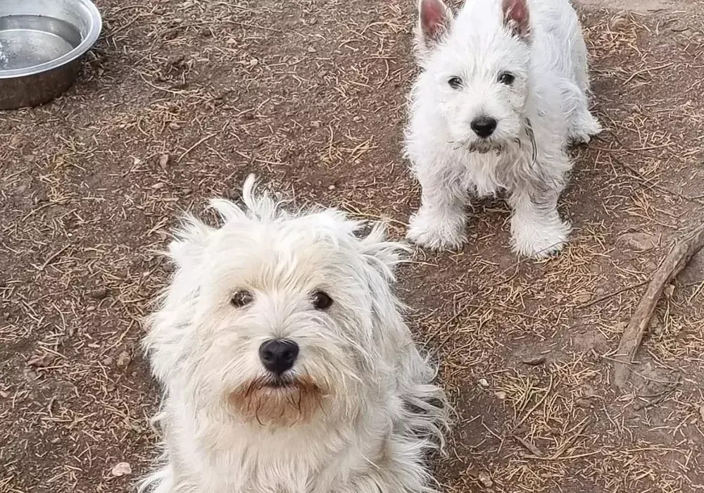 Soins spéciaux aux animaux à Dampierre-sur-Avre