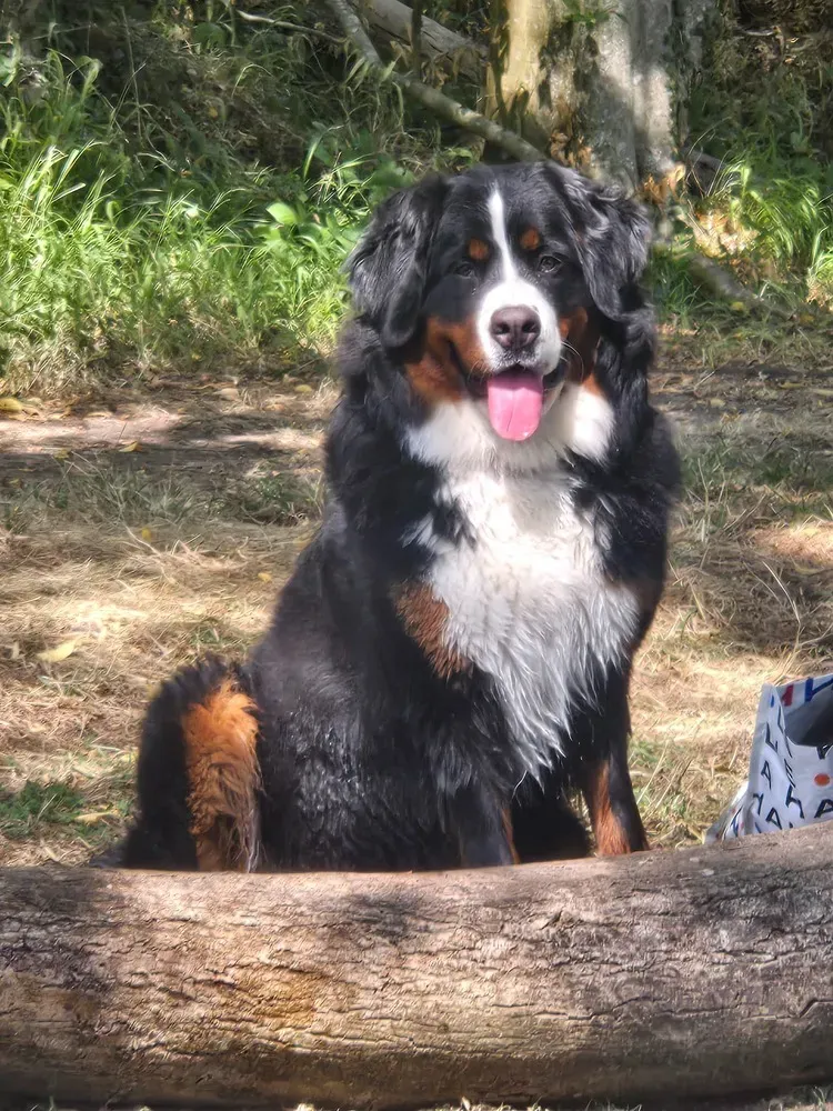 pension canine et féline (1)